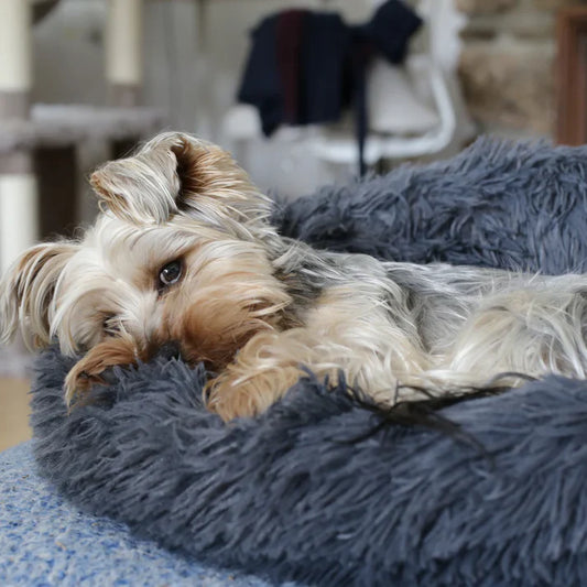 Give Your Pet the Gift of Comfort with the DreamWeaver Donut Pet Bed