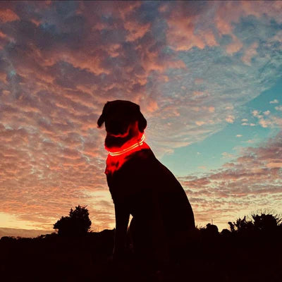 Light Up Your Walks: The Importance of LED Dog Collars