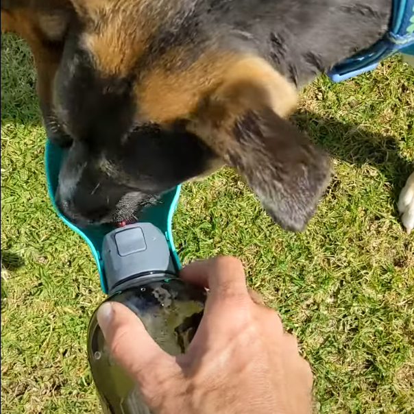 Stay Hydrated on the Go with the HydroPup 800ml Portable Dog Water Bottle