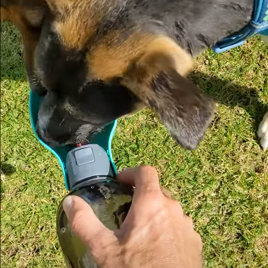 Stay Hydrated on the Go with the HydroPup 800ml Portable Dog Water Bottle