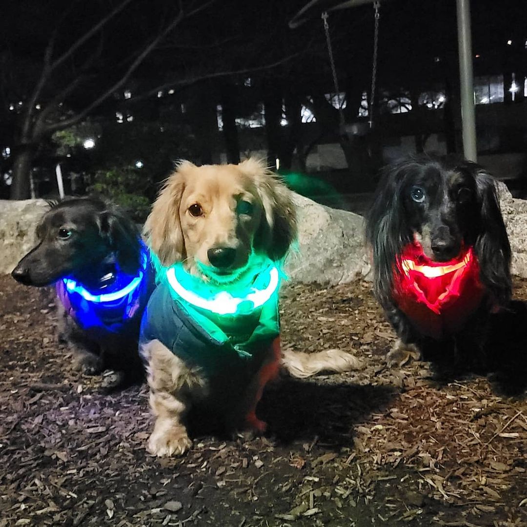 NiteBrite LED Collar - Sorvento