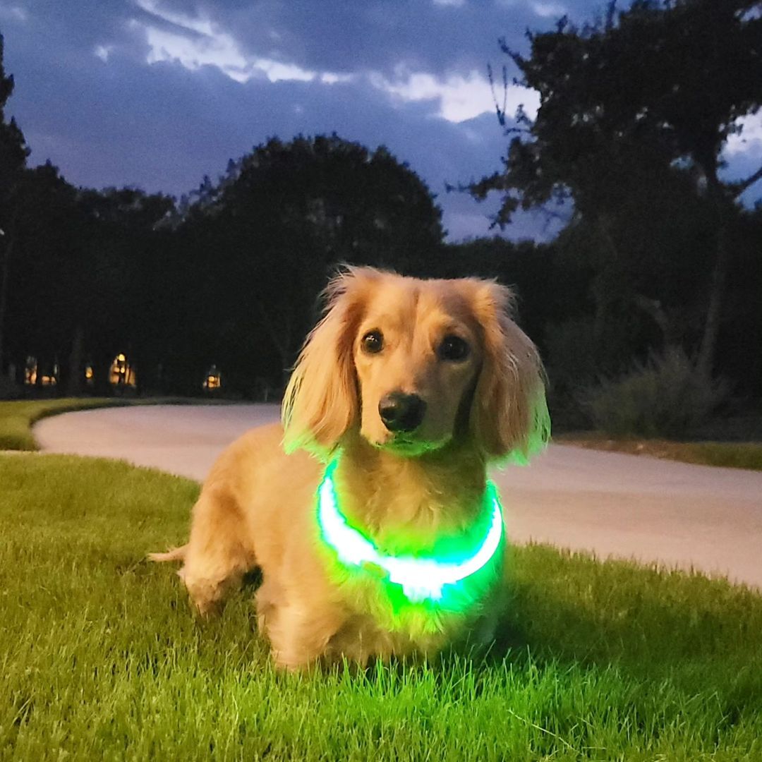 NiteBrite LED Collar - Sorvento